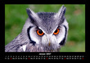 Vogelparadies Fotokalender 2027 - 1