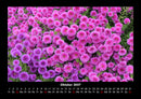 Blumenträume Fotokalender 2027 - 10
