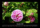 Blumenträume Fotokalender 2027 - 12