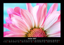 Blumenträume Fotokalender 2027 - 1