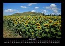 Blumenträume Fotokalender 2027 - 4