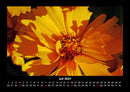Blumenträume Fotokalender 2027 - 7