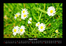 Blumenträume Fotokalender 2027 - 8