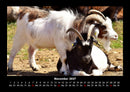 Tiere auf dem Bauernhof Fotokalender 2027 - 11