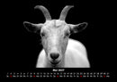 Tiere auf dem Bauernhof Fotokalender 2027 - 5