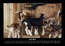 Tiere auf dem Bauernhof Fotokalender 2027 - 6