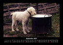 Welpen Fotokalender 2027 - 9