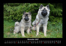 Welpen Fotokalender 2027 - 11