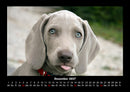 Welpen Fotokalender 2027 - 12