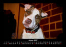 Welpen Fotokalender 2027 - 1