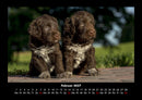 Welpen Fotokalender 2027 - 2