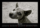 Welpen Fotokalender 2027 - 3