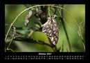 Bunte Pracht der Schmetterlinge Fotokalender 2027 - 10
