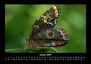 Bunte Pracht der Schmetterlinge Fotokalender 2027 - 1