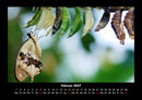 Bunte Pracht der Schmetterlinge Fotokalender 2027 - 2