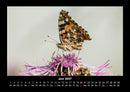 Bunte Pracht der Schmetterlinge Fotokalender 2027 - 6