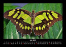 Bunte Pracht der Schmetterlinge Fotokalender 2027 - 7