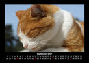 Für Katzenfreunde Fotokalender 2027 - 9