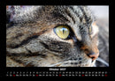Für Katzenfreunde Fotokalender 2027 - 10