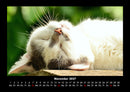 Für Katzenfreunde Fotokalender 2027 - 11