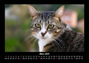 Für Katzenfreunde Fotokalender 2027 - 3