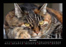 Für Katzenfreunde Fotokalender 2027 - 4