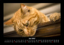 Für Katzenfreunde Fotokalender 2027 - 6