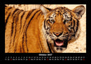 Tiger Fotokalender 2027 - 10