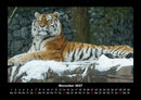 Tiger Fotokalender 2027 - 11
