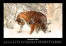 Tiger Fotokalender 2027 - 12