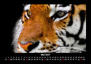 Tiger Fotokalender 2027 - 5
