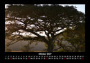 Bäume Fotokalender 2027 - 10