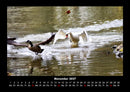 Welt der Tiere Fotokalender 2027 - 11
