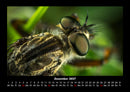 Welt der Tiere Fotokalender 2027 - 12