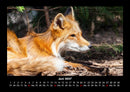 Welt der Tiere Fotokalender 2027 - 6