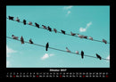 Vögel Fotokalender 2027 - 10
