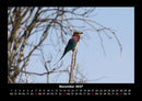 Vögel Fotokalender 2027 - 11