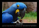 Vögel Fotokalender 2027 - 12