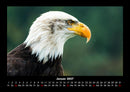 Vögel Fotokalender 2027 - 1