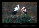 Vögel Fotokalender 2027 - 2