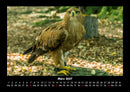 Vögel Fotokalender 2027 - 3