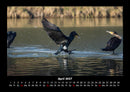 Vögel Fotokalender 2027 - 4