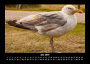 Vögel Fotokalender 2027 - 6