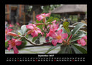 Blumenträume Fotokalender 2027 - 9