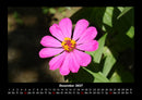 Blumenträume Fotokalender 2027 - 12