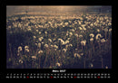 Blumenträume Fotokalender 2027 - 3