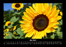 Blumenträume Fotokalender 2027 - 5