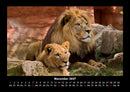 Löwen in der Wildnis Fotokalender 2027 - 11