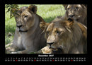 Löwen in der Wildnis Fotokalender 2027 - 12