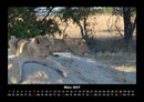 Löwen in der Wildnis Fotokalender 2027 - 3